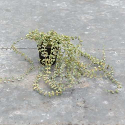 Faux Senecio in a pot by Grand Illusions